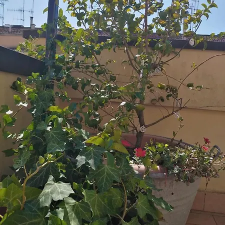 Apartment Malu